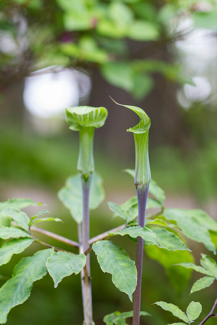 Feuerkolben (Arisaema serratum)