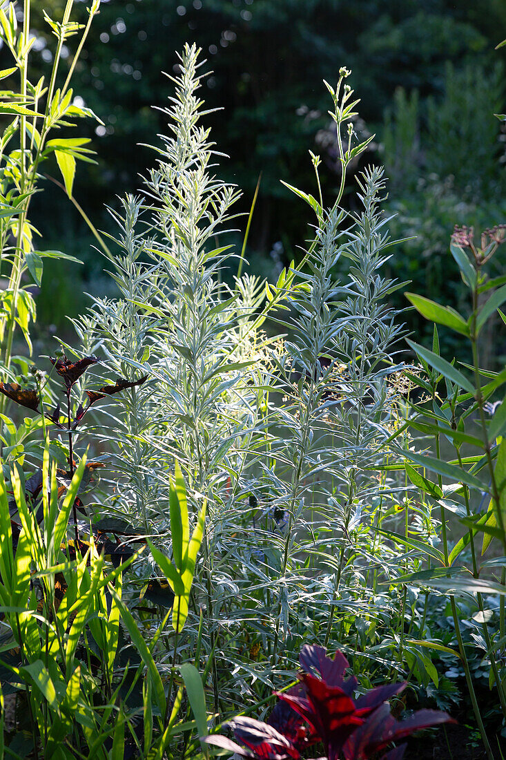 Artemisia ludoviciana Silver Queen - Broad-lobed Mugwort