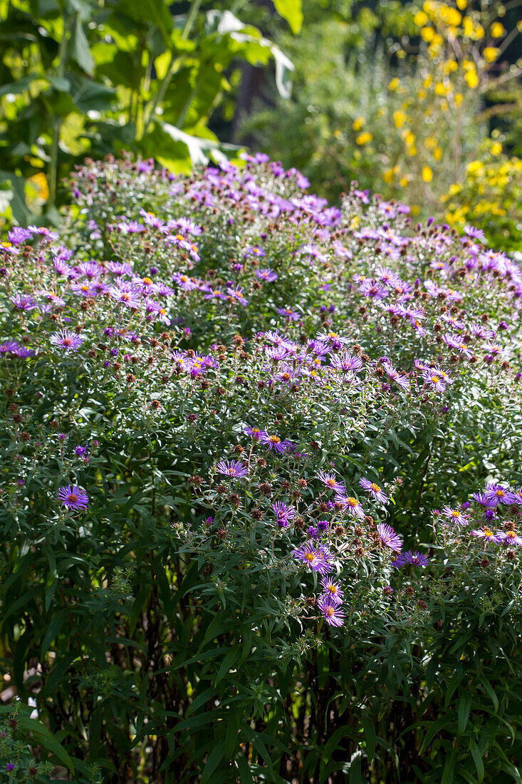 Aster novae-angliae - borage aster