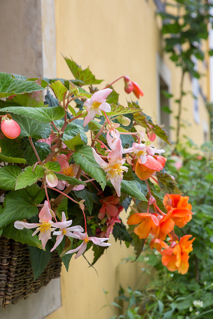 Begonie, Schiefblatt Hybride (Begonia)