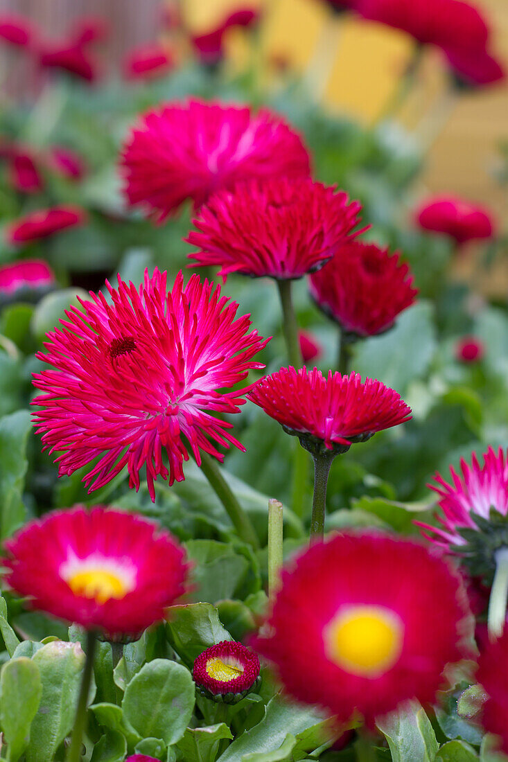 Maßliebchen Hybriden (Bellis perennis)