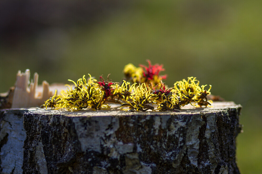 Blüten der Zaubernuss (Hamamellis)