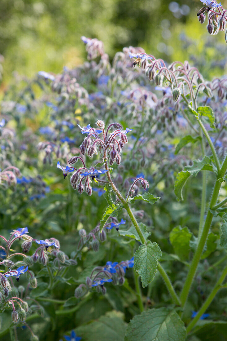 Borago officinalis - borage