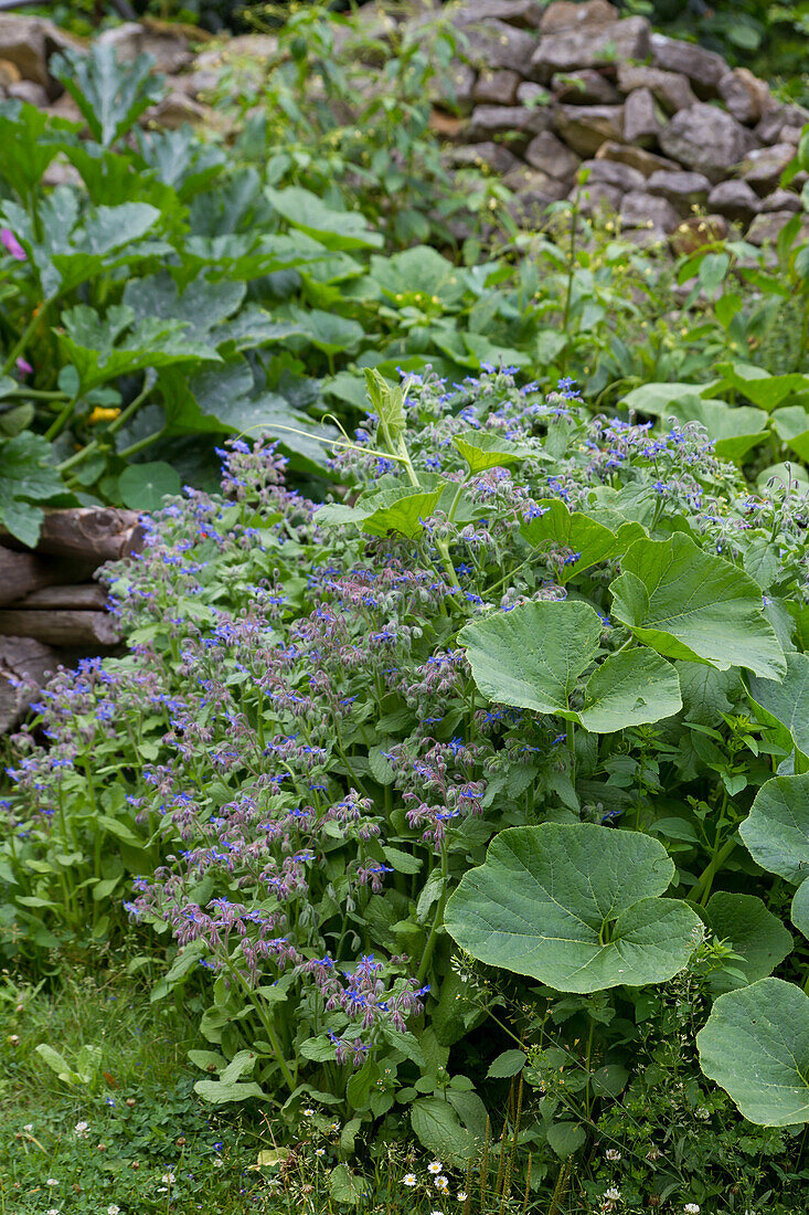 Borago officinalis - borage