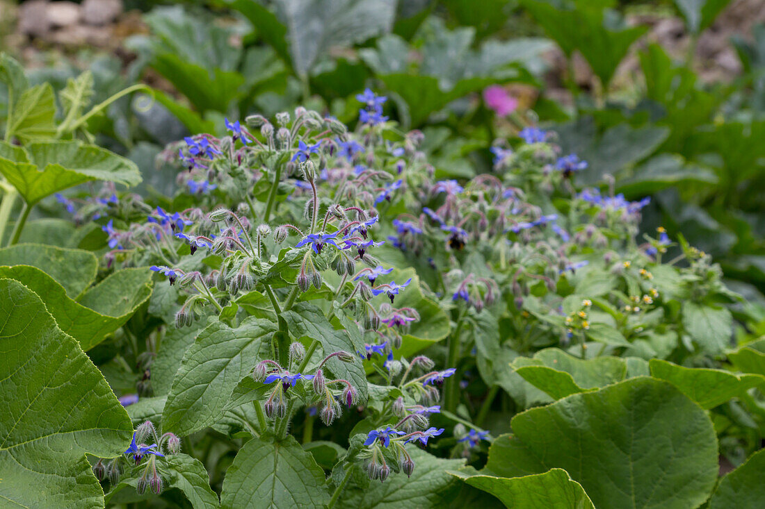 Borago officinalis - borage