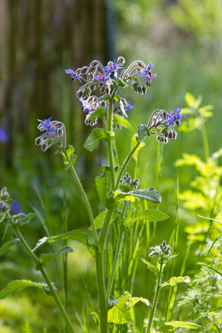 Borago officinalis - borage