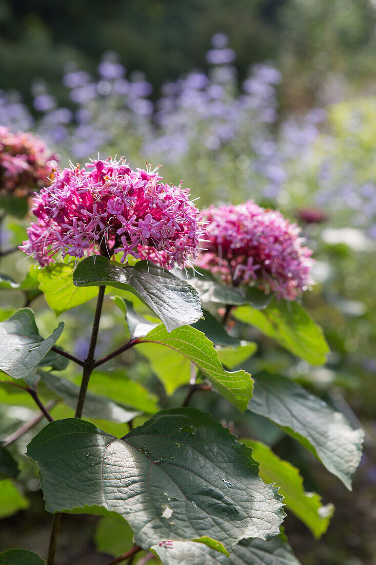 Clerodendrum bungei - Magnificent loose shrub