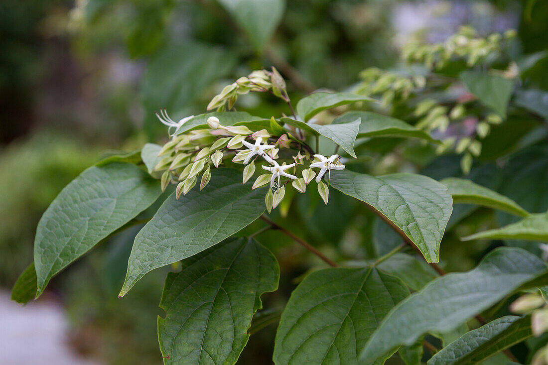 Clerodendrum trichotomum var. fargesii - Harlequin lotus tree