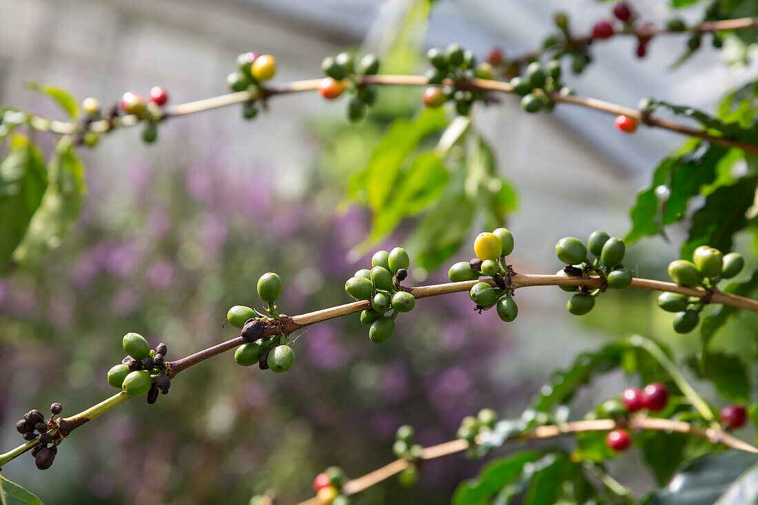 Coffea arabica - coffee bush