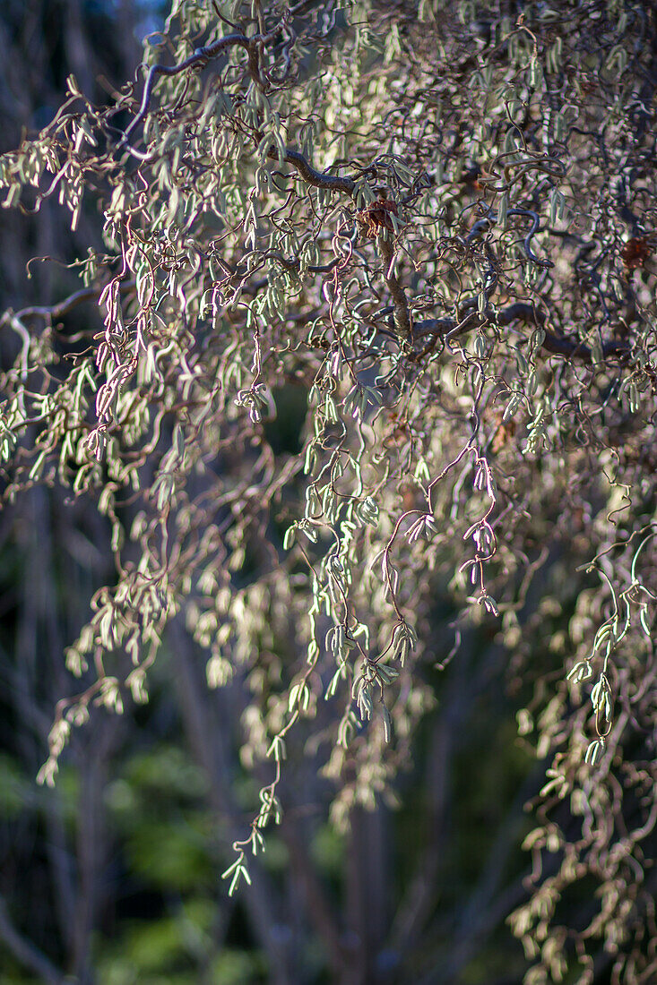 Corylus avellana Contorta - Corkscrew Hazel