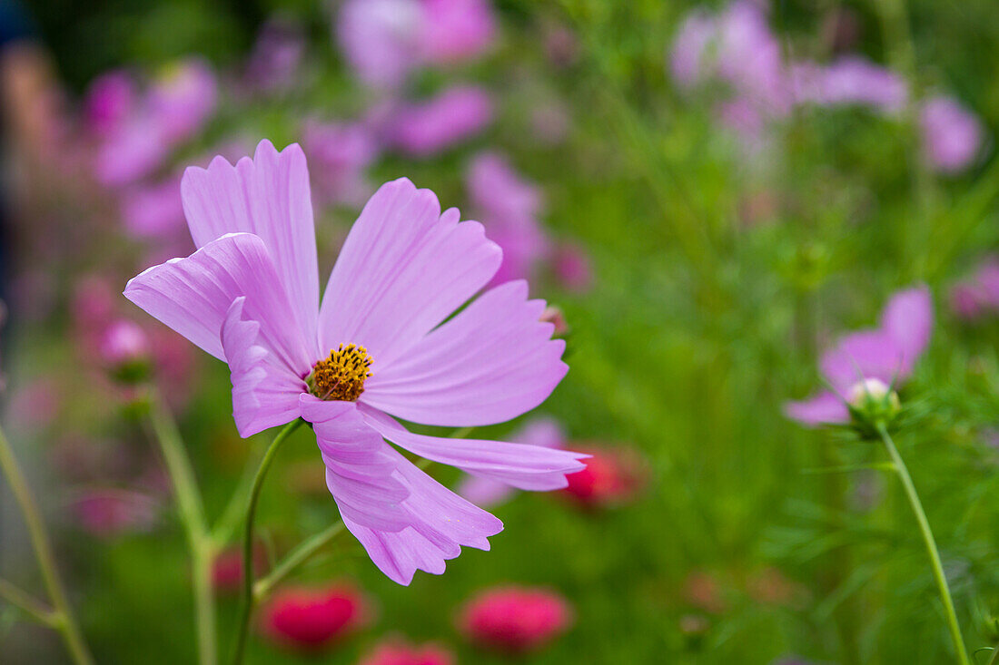 Cosmos bipinnatus - cosmos