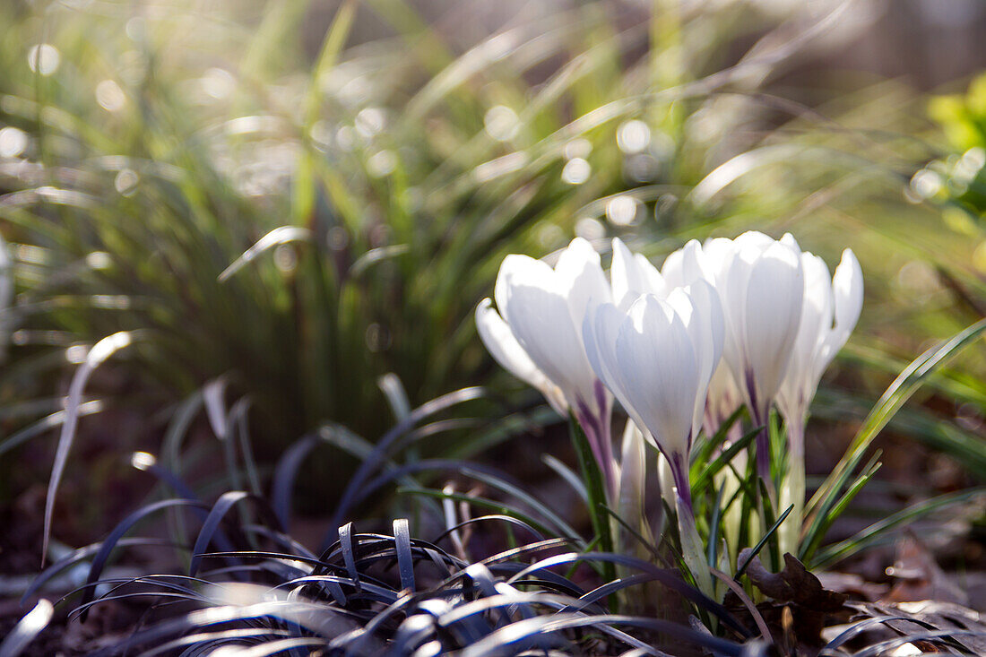 Crocus Jeanne d'Arc - Spring Crocus