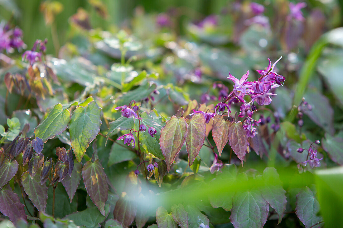 Epimedium grandiflorum Red Beauty - Large-flowered Elf Flower