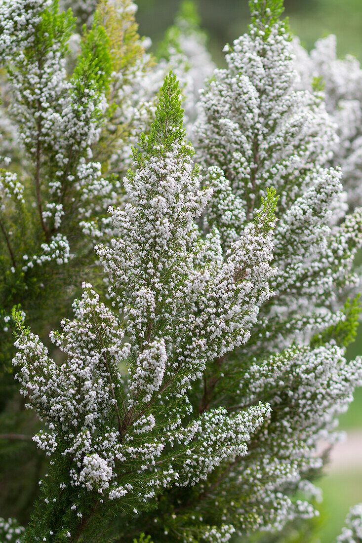 Erica aborea - tree heather