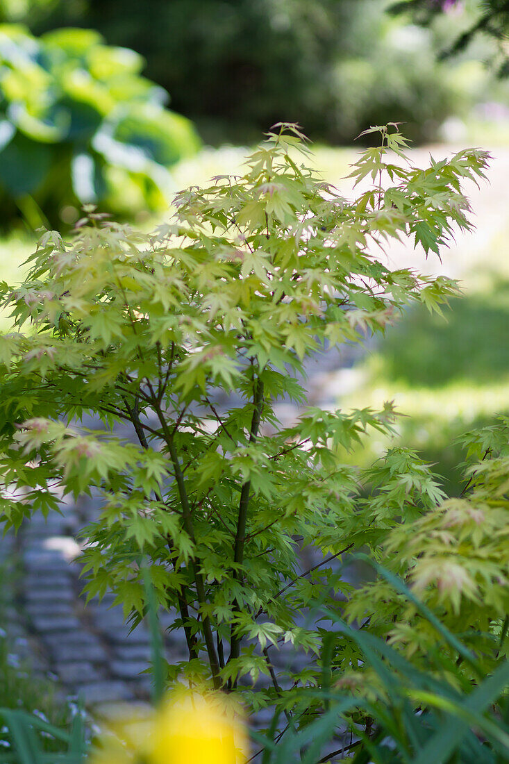 Acer palmatum - Japanese maple