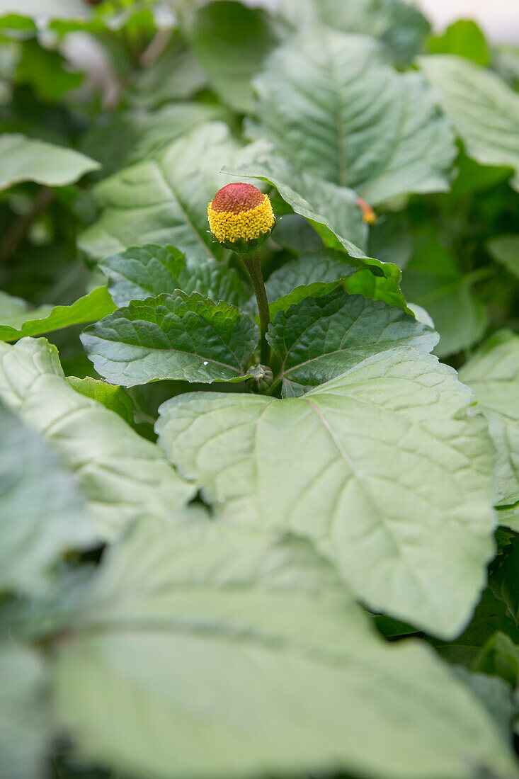 Parakresse, auch Jambu oder Prickelknöpfe (Acmella oleracea)