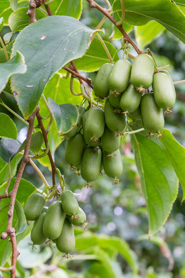 Actinidia - mini kiwi