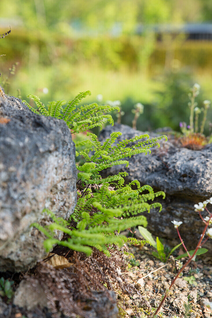 Adiantum aleuticum - Dwarf Peacock Wheel Fern