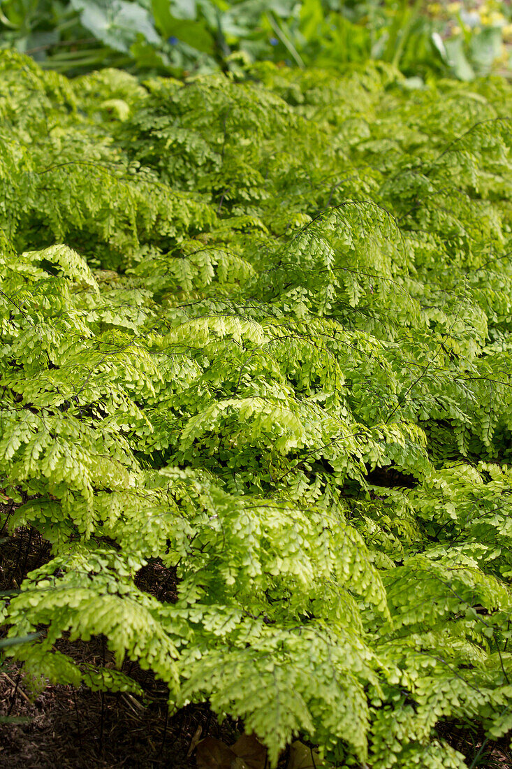 Adiantum venustum - Venus hair fern