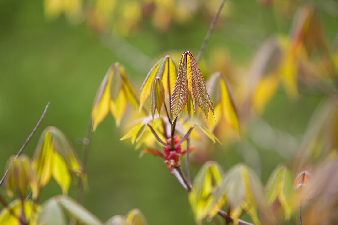 Strauch-Rosskastanie (Aesculus parviflora)