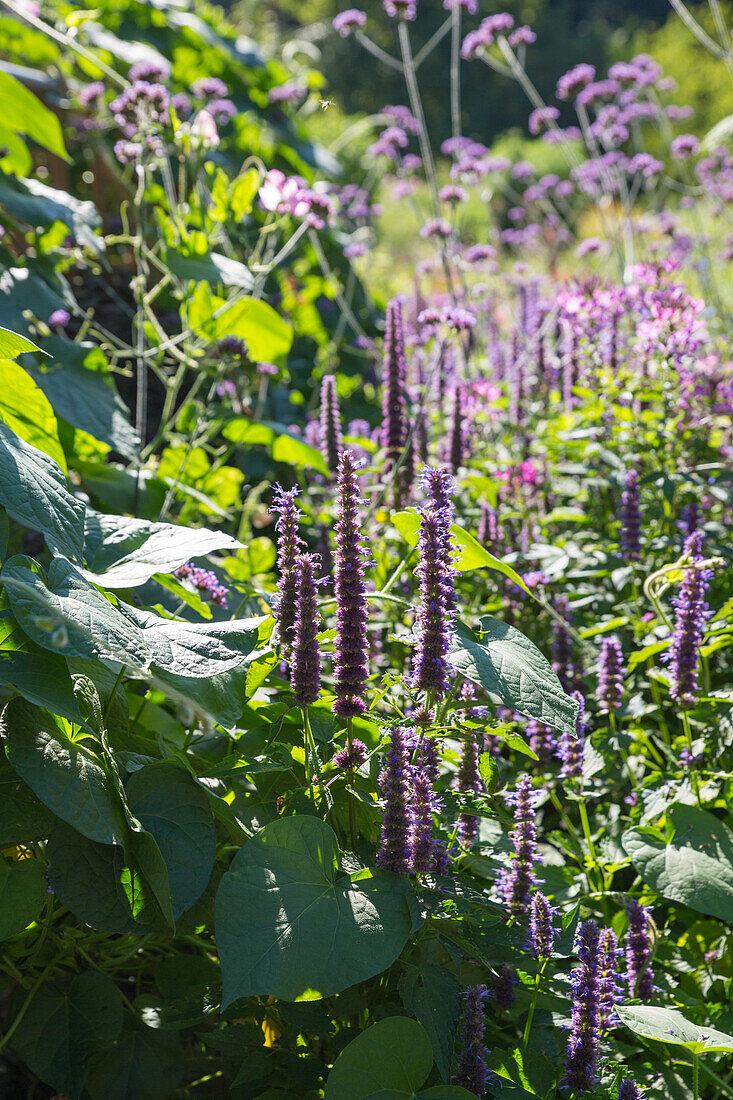 Agastache Blue Fortune - Scented Nettle