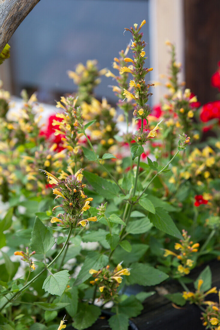 Agastache mexicana Kudos Gold - Mexican nettle mint