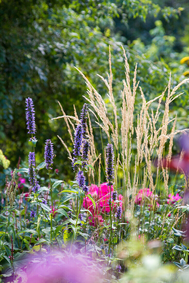 Agastache rugosa - Korean mint