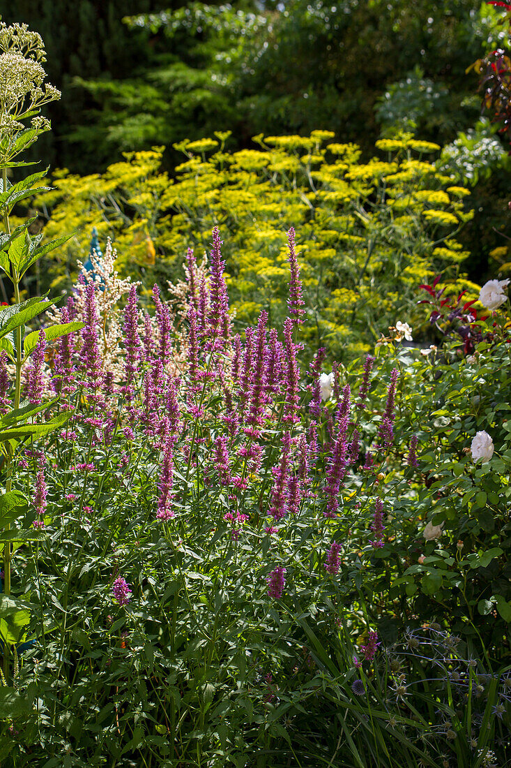 Agastache - fragrant nettle in the perennial bed in front of fennel