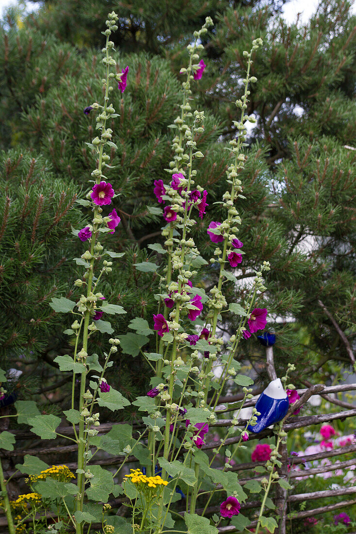 Gewöhnliche Stockrose (Purpurrote Hybride) (Alcea rosea)