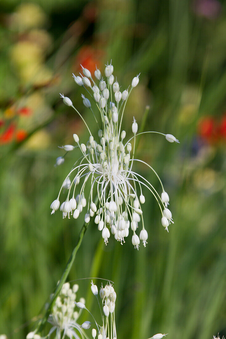 Allium carinatum ssp. pulchellum f. album - White Keel Leek