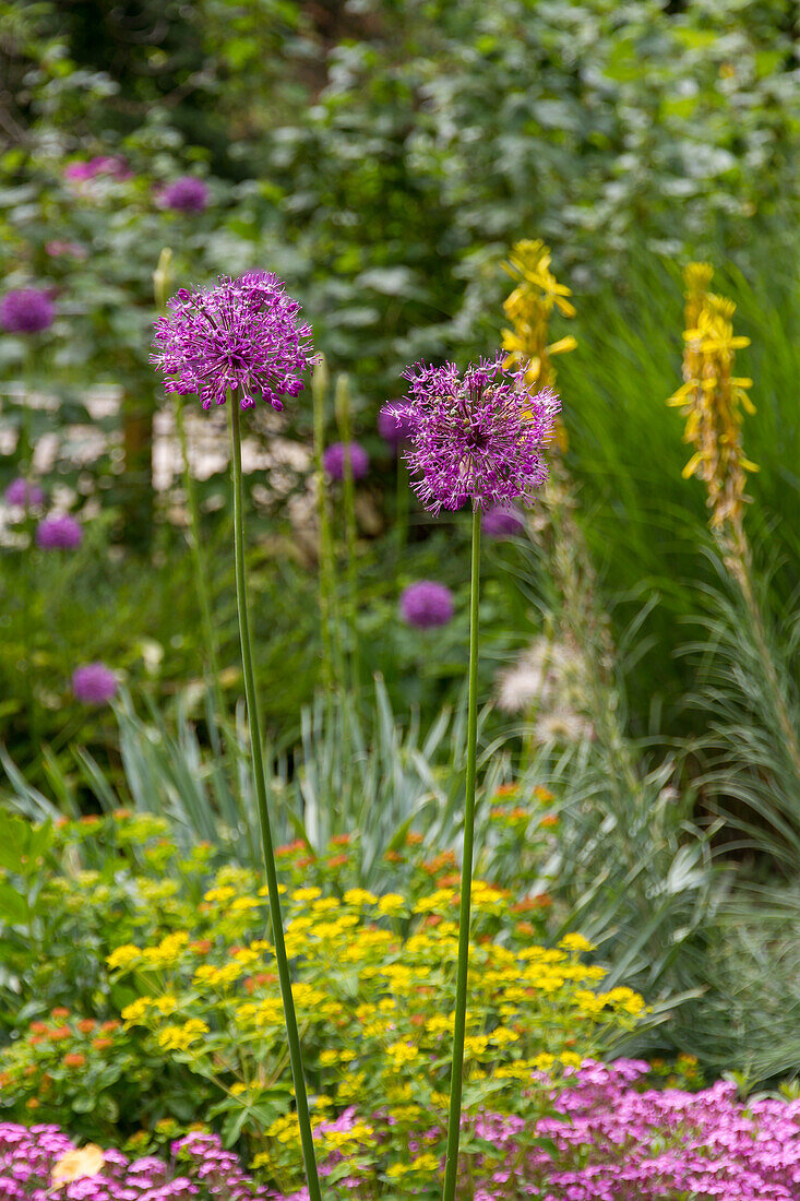 Allium hollandicum Purple Sensation - Dutch Leek