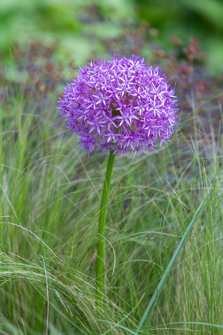 Allium hollandicum - Dutch leek