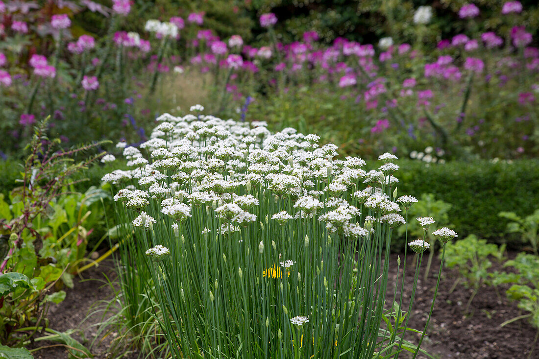 Allium tuberosum - Cut Garlic