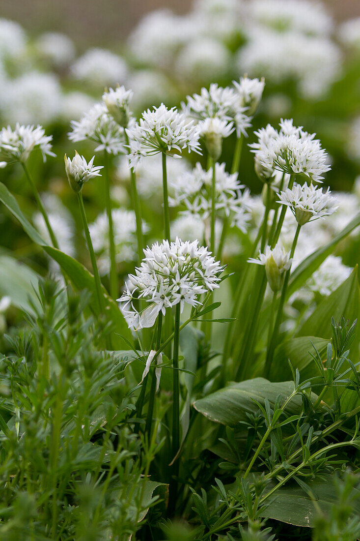 Allium ursinum - wild garlic