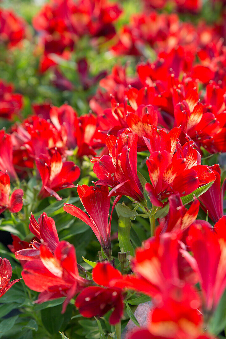 Alstroemeria Inticancha Doba - Alstroemeria