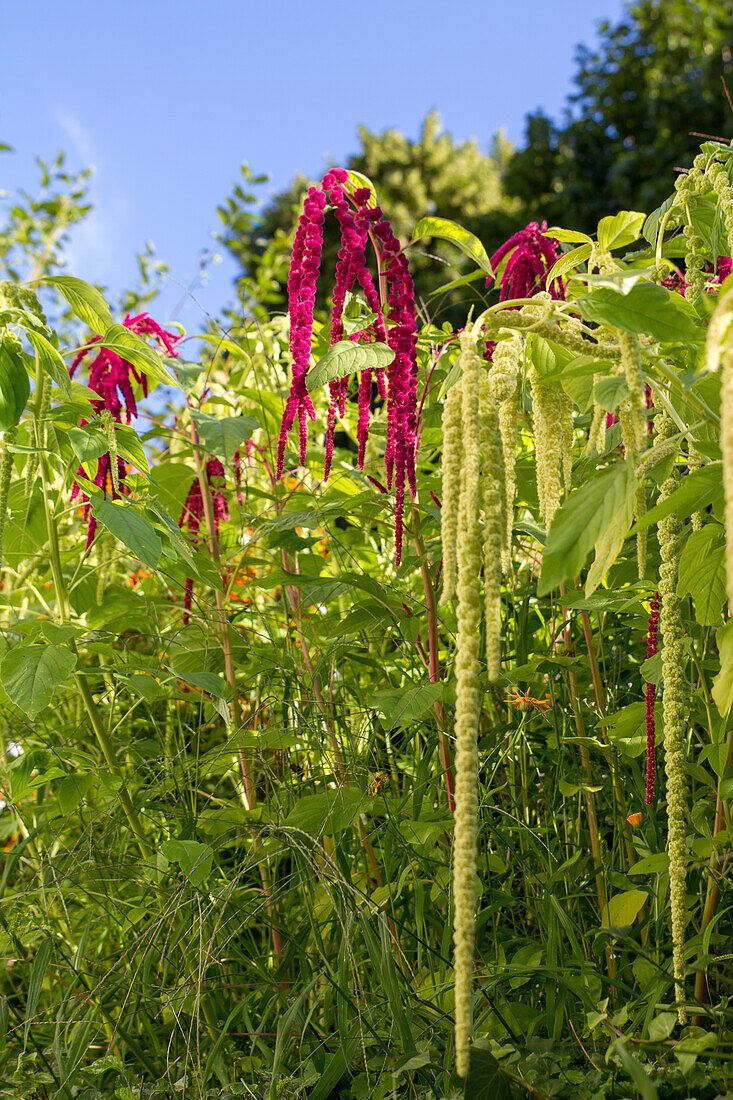 Amaranthus caudatus - garden foxtail