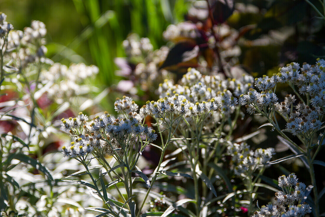 Anaphalis margaritacea var. yedoensis - Japanese pearl daisy