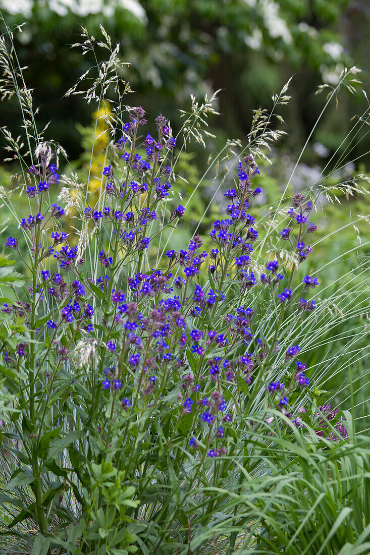 Anchusa azurea - Italian ox tongue