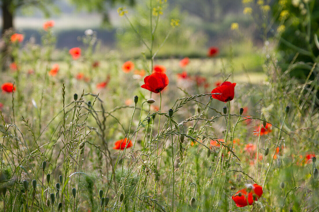 Papaver rhoeas - corn poppy