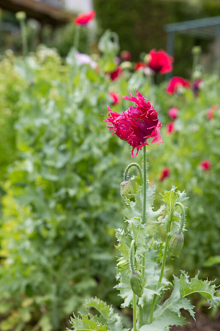 Papaver somniferum - opium poppy