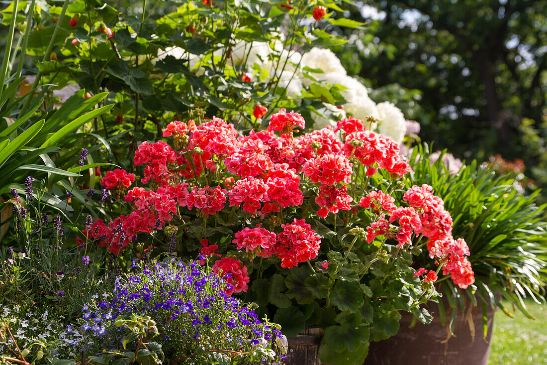 Pelargonium - Pelargonium