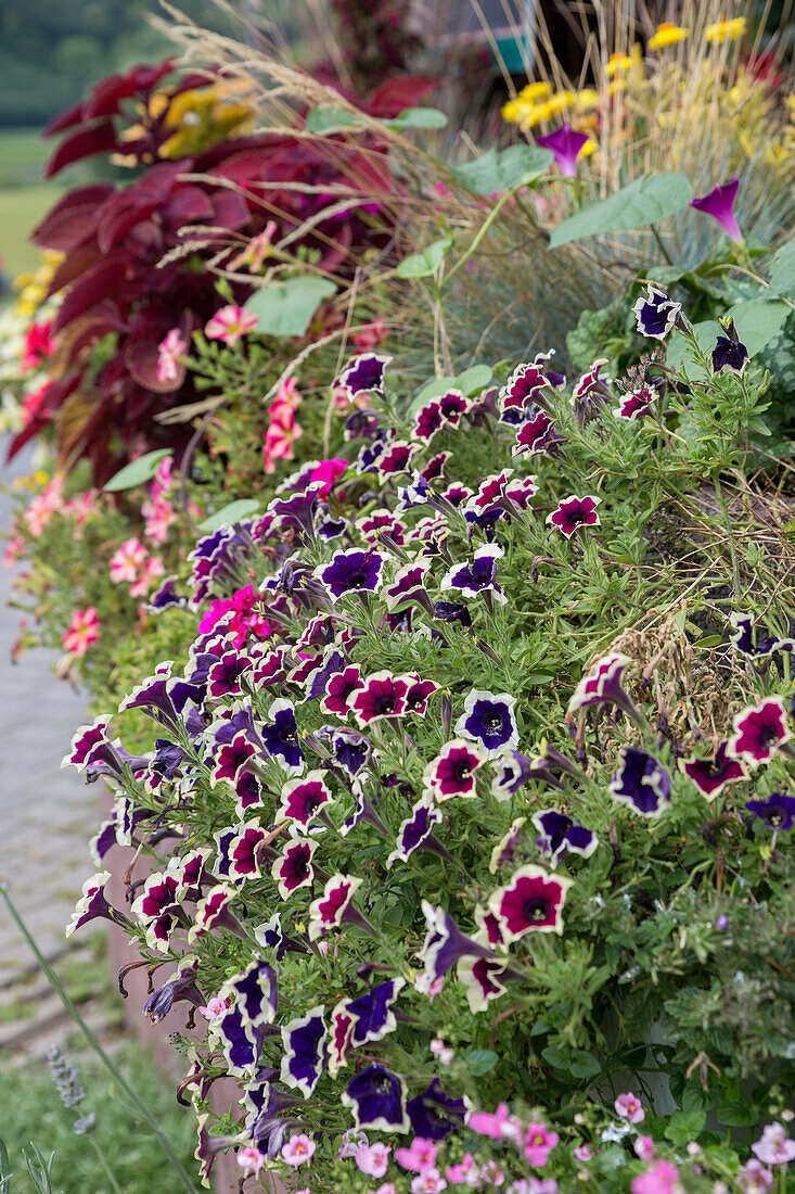 Großblumige Petunie (Petunia grandiflora)