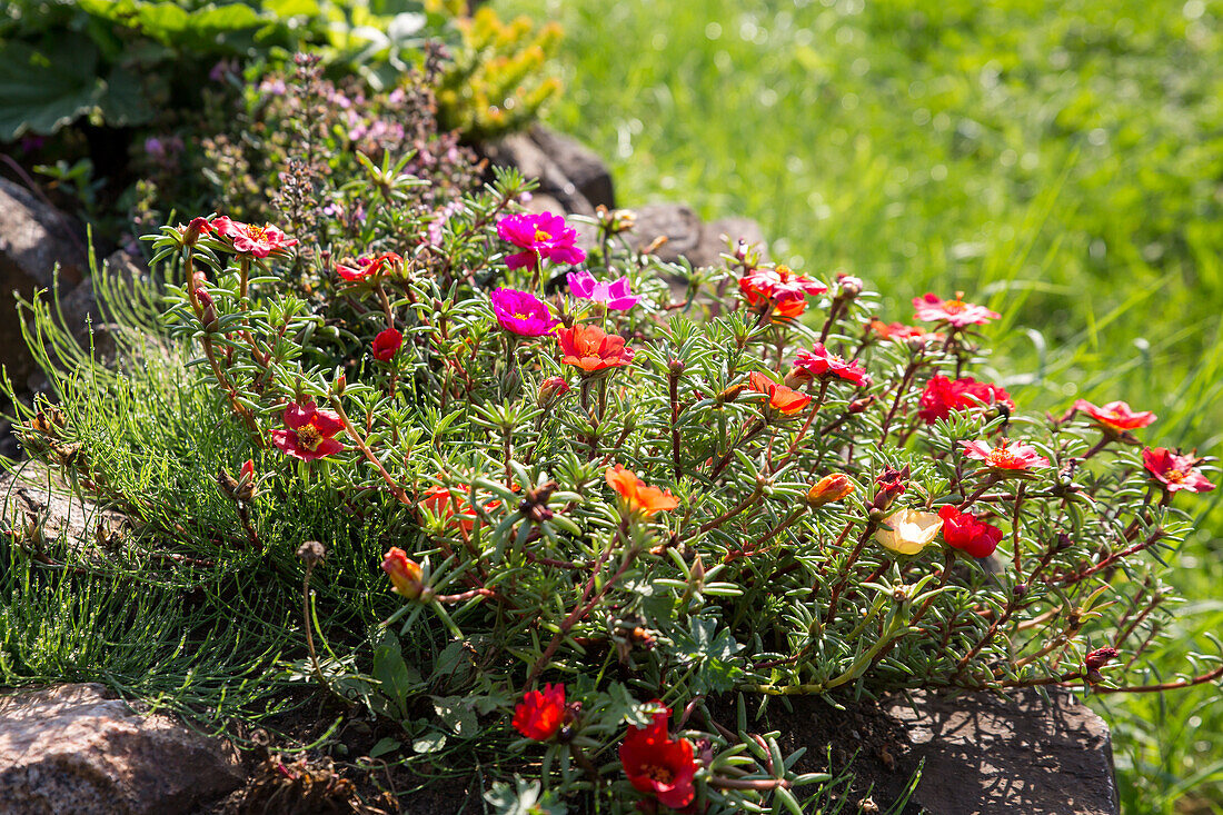 Portulaca grandiflora - purslane flower