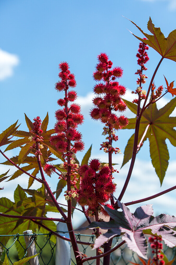 Ricinus communis - miracle tree