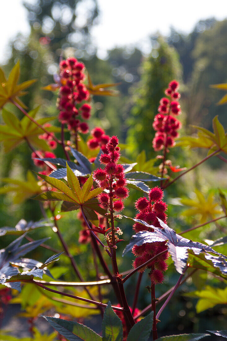 Wunderbaum (Ricinus communis)