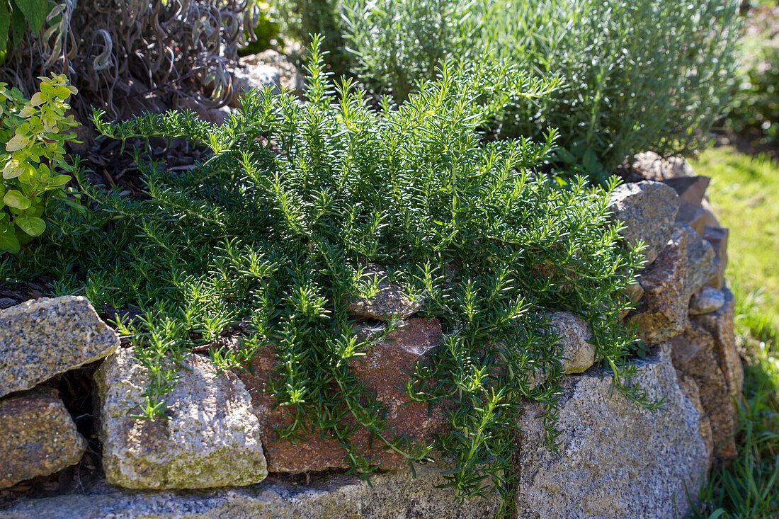 Rosmarinus officinalis Prostratus - Creeping Rosemary