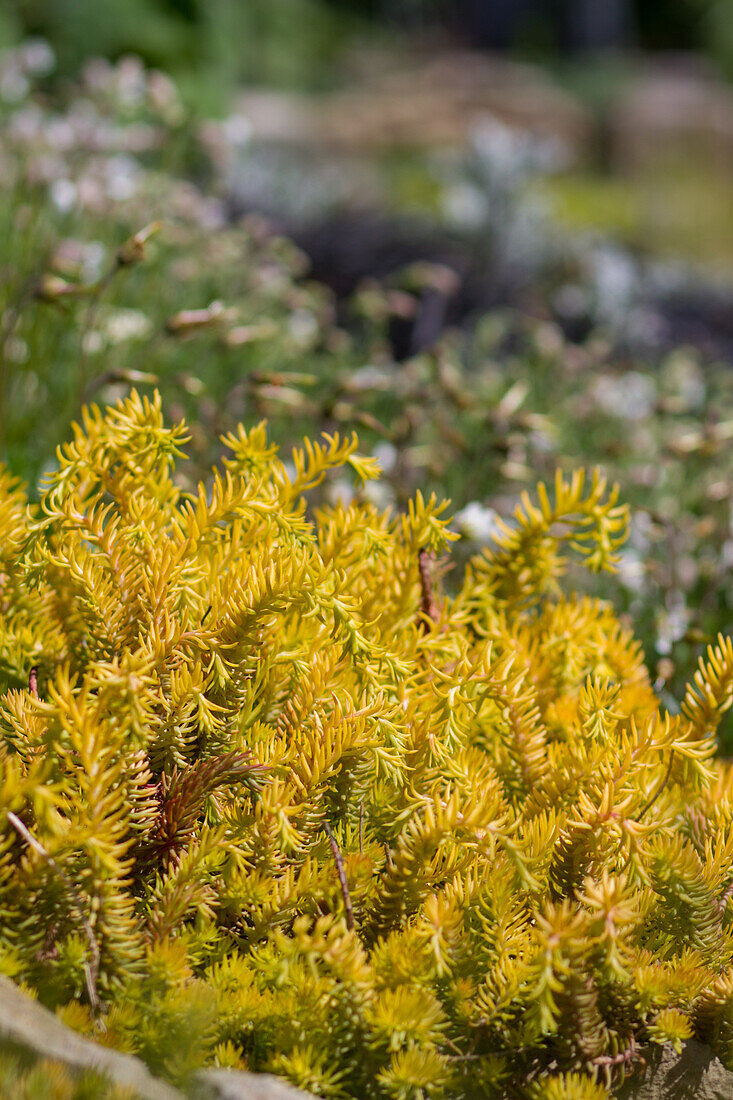 Sedum rupestre Angelina - Golden Tripmadam