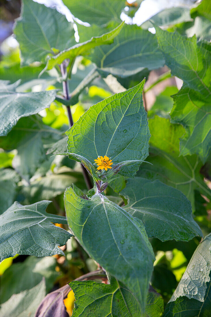 Yacon (Smallanthus sonchifolius)