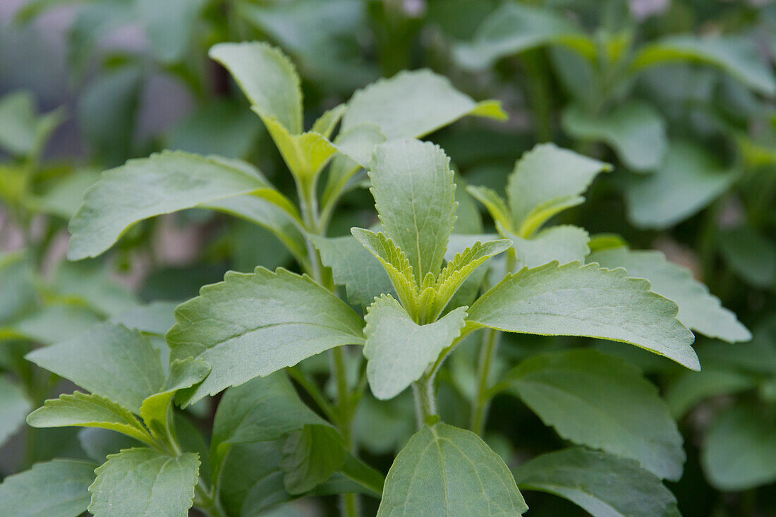 Süßkraut (Stevia rebaudiana)