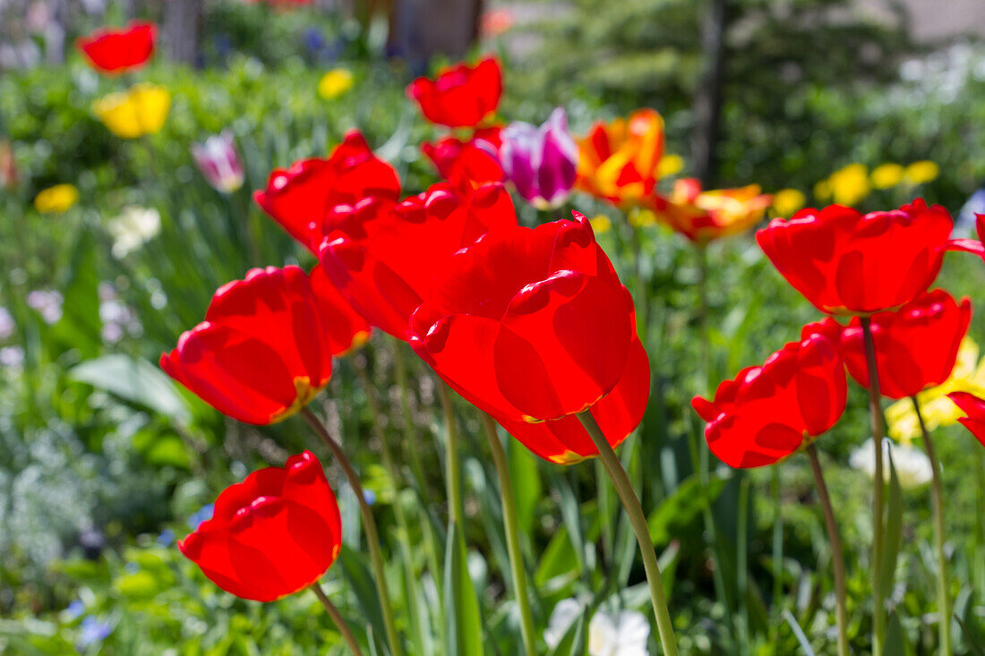 Red Tulips